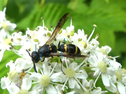 Symmorphus sp.